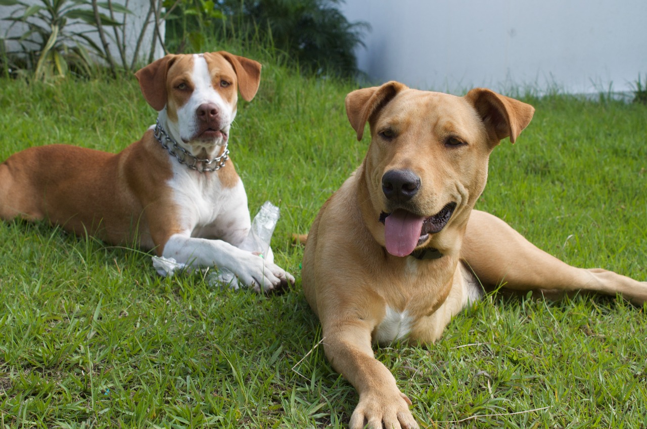 Destacan la labor de RFP Constructores por ser una empresa ‘petfriendly’